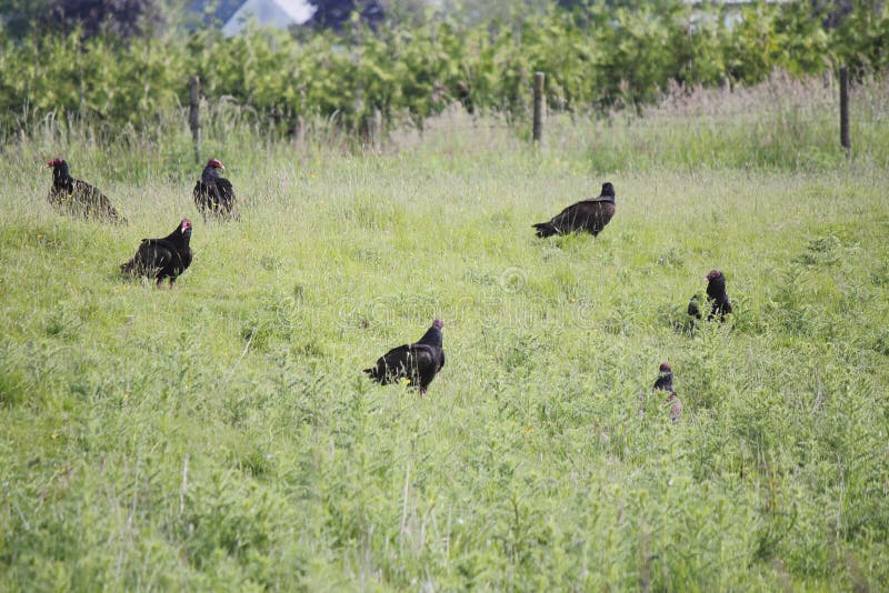 Flock Of Turkey Vultures Hunting Stock Photo Image of hunter, cluster 121895380