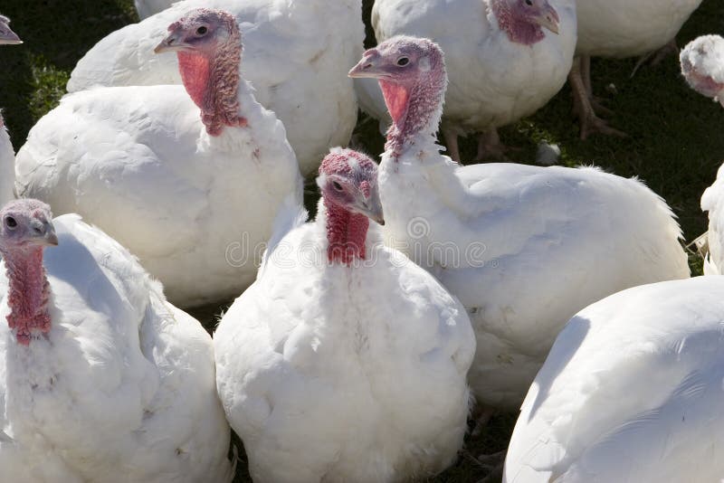 Newborn Chickens stock photo. Image of baby, yellow, peck 2691170
