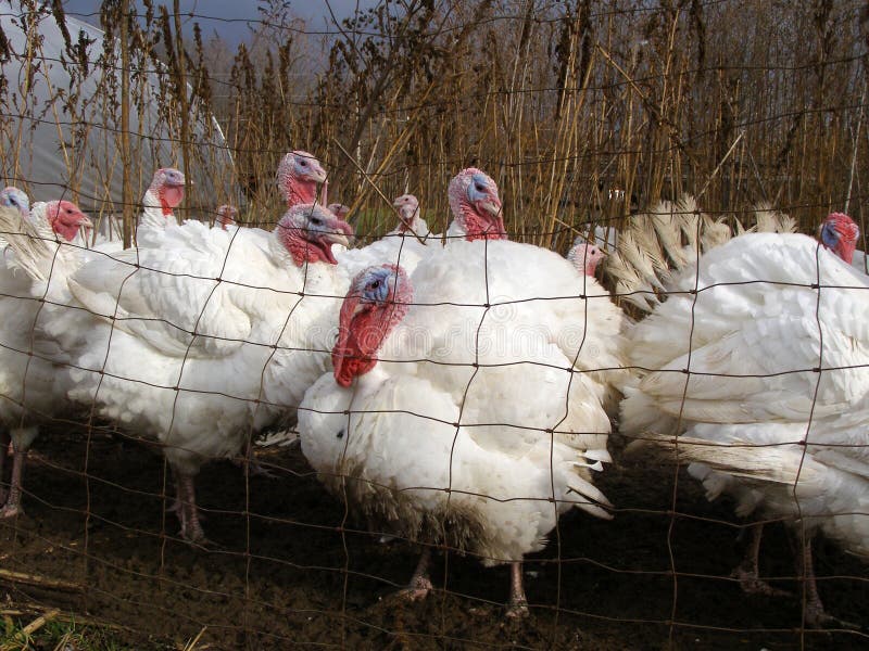 Captive Turkeys Stock Photos Free & RoyaltyFree Stock Photos from