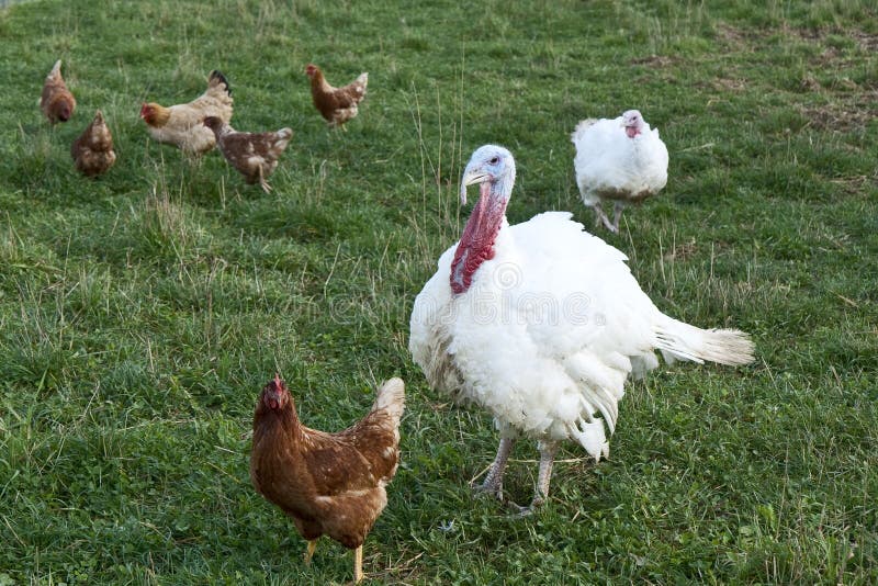 Turkeys and Chickens stock photo. Image of color, chicken 46161426