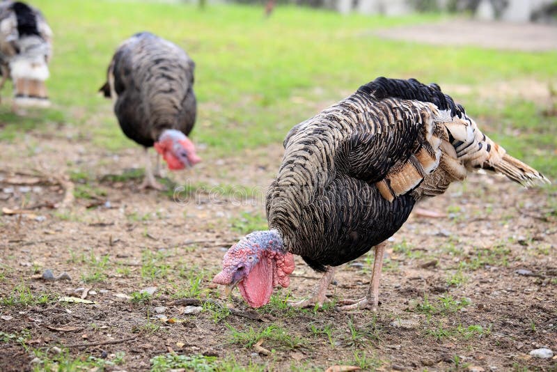 Turkeys eating on farmland stock image. Image of farmland 28768473