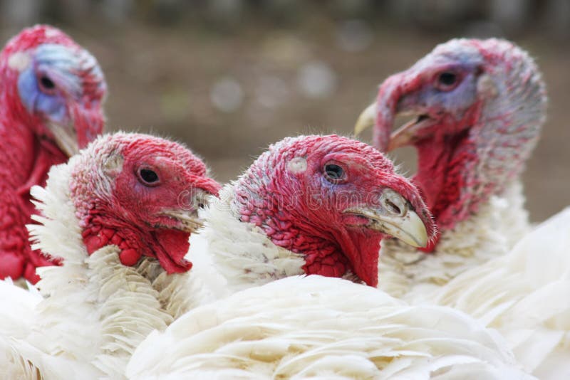 Turkeys stock image. Image of farm, fowl, feathers, animals 39629425