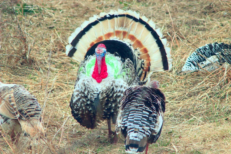 Turkeys on the poultry stock photo. Image of cover, domestic 97030150