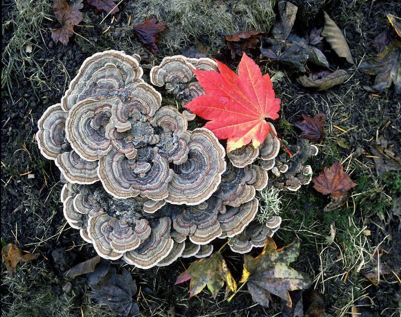 Turkeytail Pilz stockfotos Turkeytail Pilz stockfotos