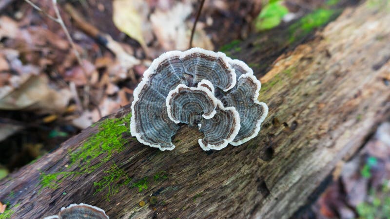 Turkey Tail Trametes versicolor mushroom growing on a decaying stump. A cluster of vibrant blue and yellow mushrooms growing in the wild. These herbs have many immune enhancing benefits. Turkey Tail Trametes versicolor mushroom growing on a decaying stump. A cluster of vibrant blue and yellow mushrooms growing in the wild. These herbs have many immune enhancing benefits.