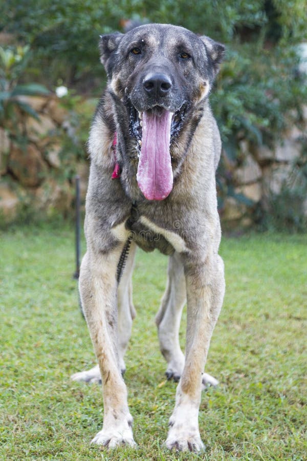 Big store turkish dog