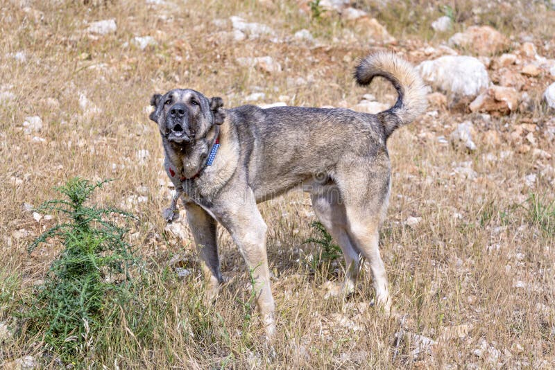 Turkish Anatolian Shepherd Dog. Stock Photo - Image of beige ...