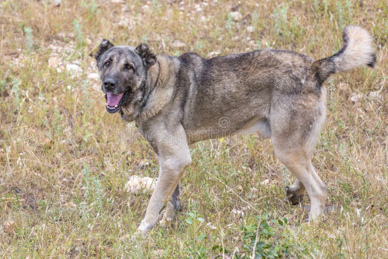 Turkish Anatolian Shepherd Dog is Loving and Protective Stock Image ...