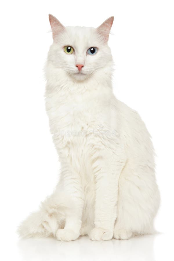 Turkish Angora cat on a white background