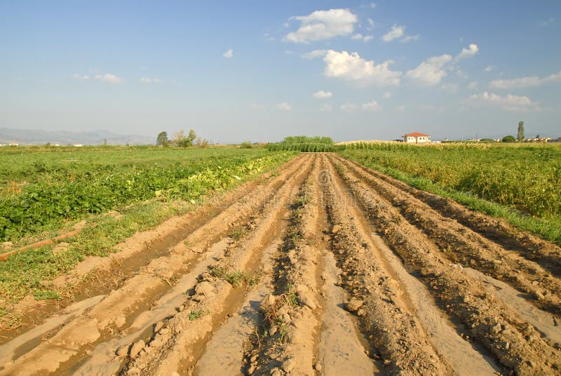 Turkish Farm stock photo. Image of fertile, farming, landscape 15373890