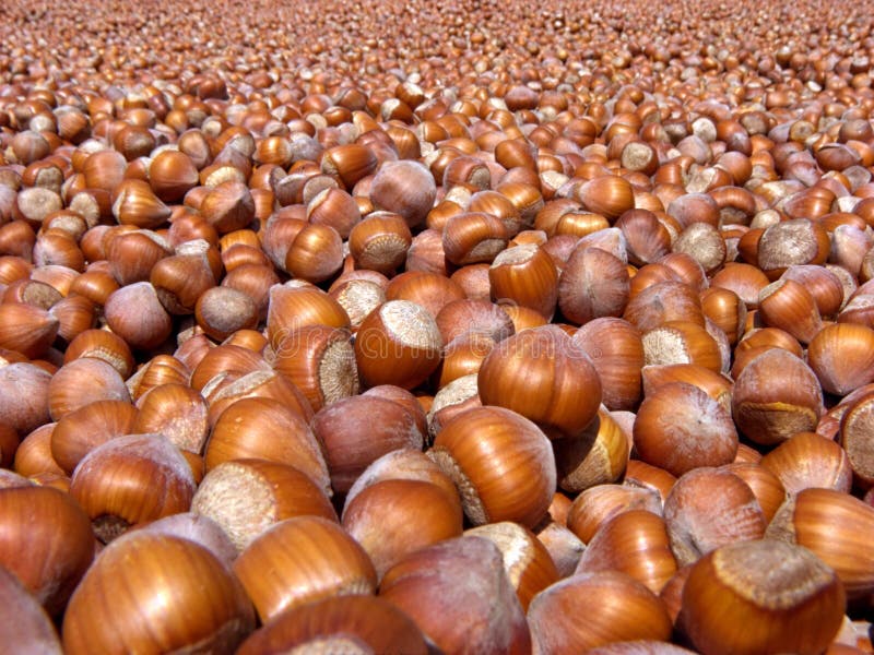 Turkish Hazelnuts Royalty Free Stock Image Image 11753866