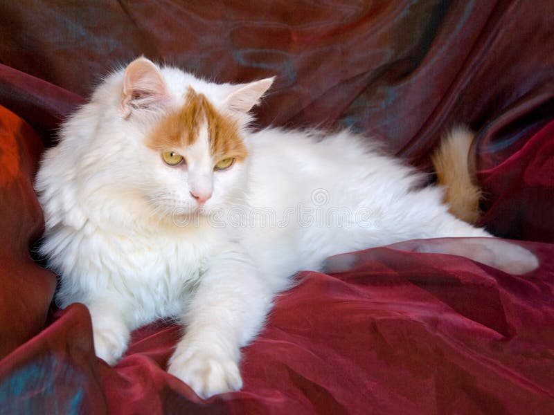 Turkish Van Cat Stock Image Image Of Ears Eyes Turkish