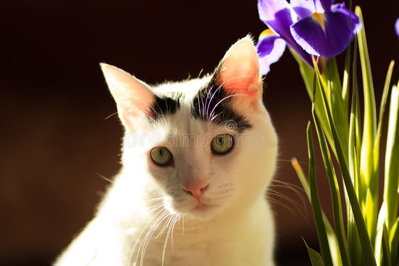 Turkish Van Cat stock photos Turkish Van Cat stock photos