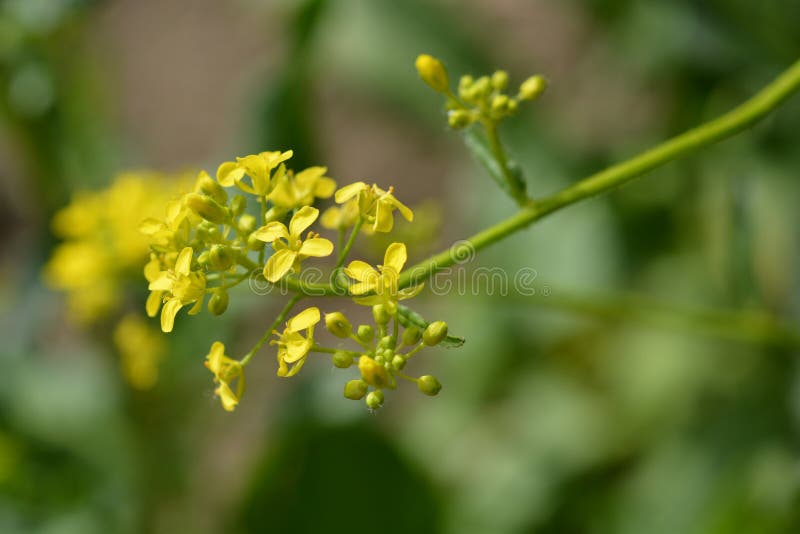 Turkish warty cabbage stock image. Image of garden, spring ... Turkish warty cabbage stock image. Image of garden, spring ...