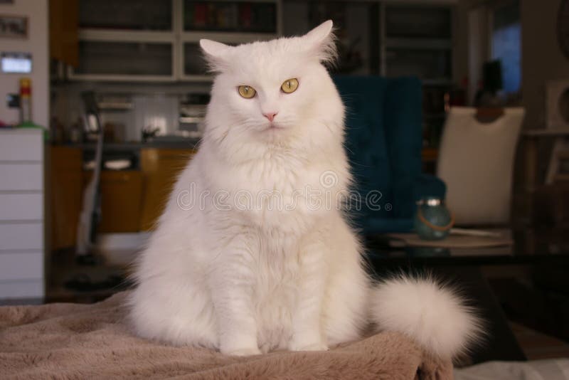 Turkish White Angora Cat Eye Pet Stock Photo Image of eyes, nturkish