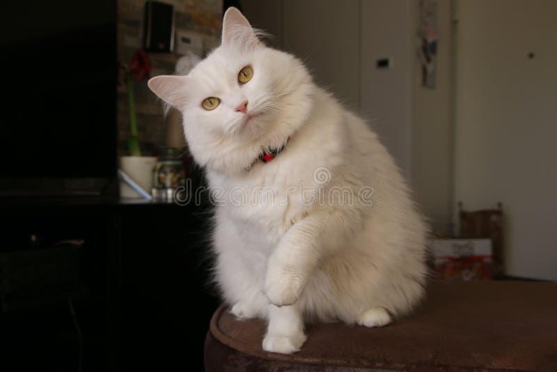 Turkish White Angora Cat Eye Pet Stock Image Image of hunter, relax