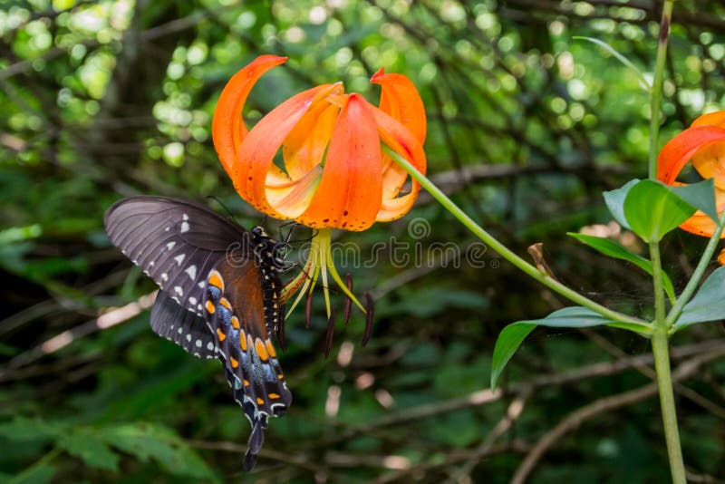 Turks Cap Lily and Butterfly stock photography Turks Cap Lily and Butterfly stock photography