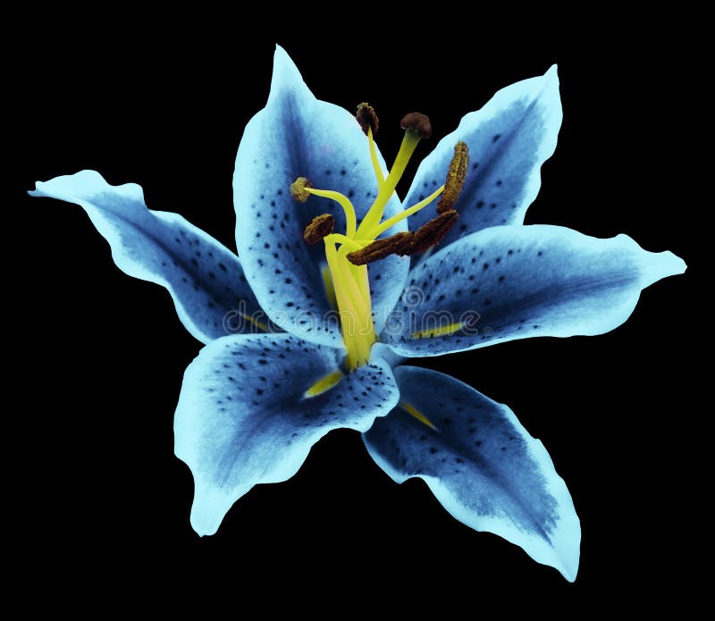 Blue-turquoise lily flower on a black background isolated with clipping path. for design. Nature. Blue-turquoise lily flower on a black background isolated with clipping path. for design. Nature