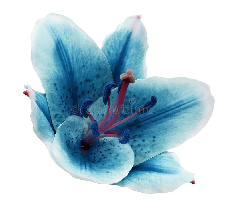 Turquoise flower lily on a white isolated background with clipping path. Closeup. no shadows. For design. Nature. Turquoise flower lily on a white isolated background with clipping path. Closeup. no shadows. For design. Nature.