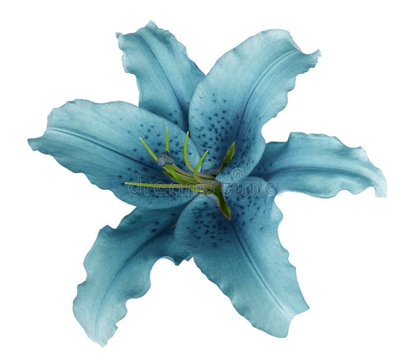 Turquoise lily flower on a white isolated background with clipping path no shadows. For design, texture, borders, frame, background. Closeup. Nature. Turquoise lily flower on a white isolated background with clipping path no shadows. For design, texture, borders, frame, background. Closeup. Nature.