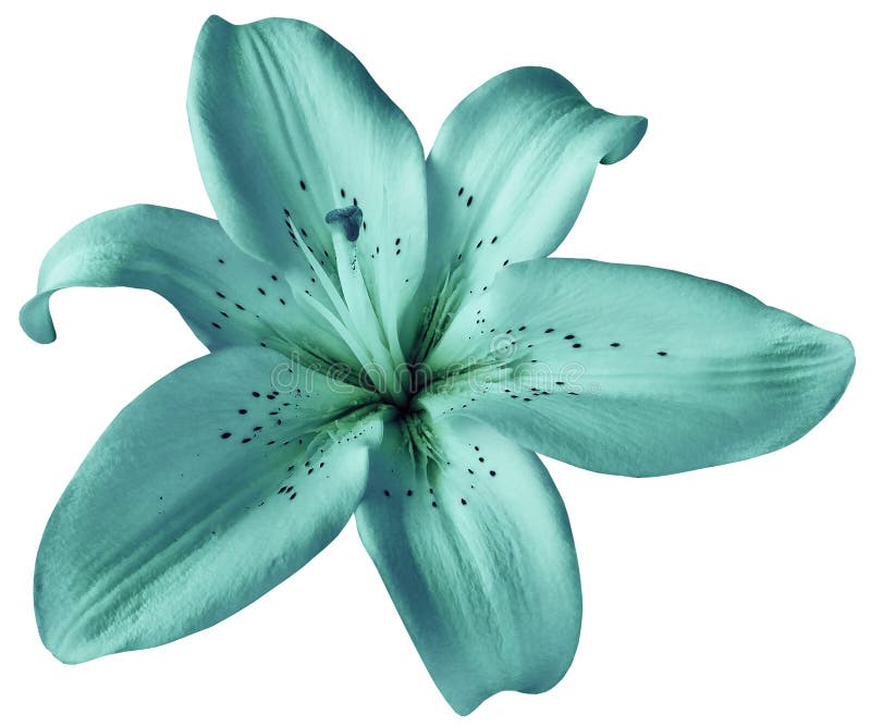 Turquoise lily flower on isolated white background with clipping path. Closeup. no shadows. For design. Nature. Turquoise lily flower on isolated white background with clipping path. Closeup. no shadows. For design. Nature.