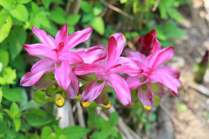 Turmeric flower