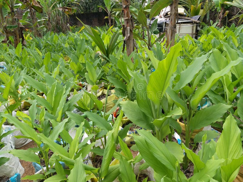 Turmeric(Kaha) and Small Plants in Sri Lanka. Stock Image Image of