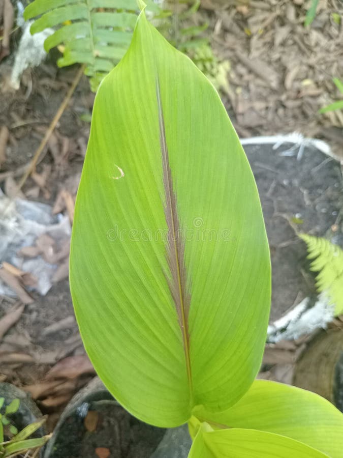 Turmeric Leaves As a Complement To Food Ingredients Stock Photo Image