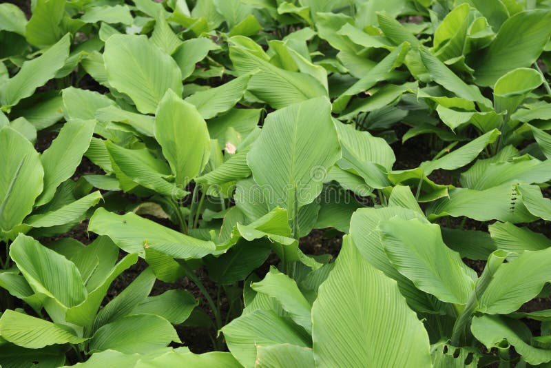Turmeric Leaves on Wooden Plate Stock Photo Image of meal, cooking
