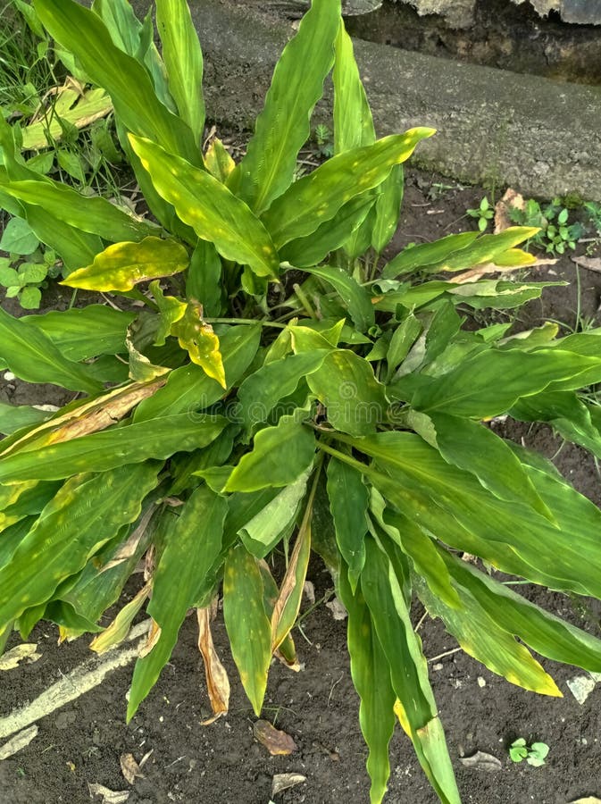 Turmeric Leaves are a Typical Indonesian Plant Stock Photo Image of