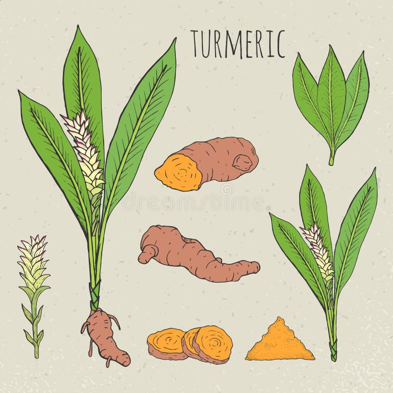 Turmeric Leaf: Over 4,123 Royalty-Free Licensable Stock Illustrations &  Drawings | Shutterstock