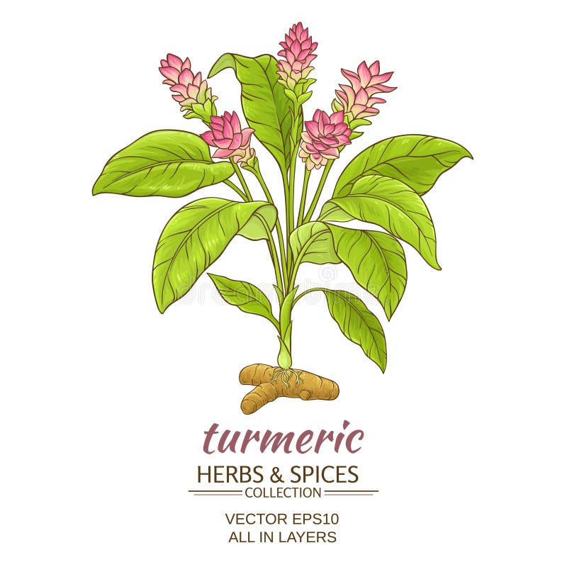 An engraving depicting TURMERIC (Curcuma longa); The powdered root is used  in curry powder, Stock Photo, Picture And Rights Managed Image. Pic.  IAM-WHA_141_0778 | agefotostock