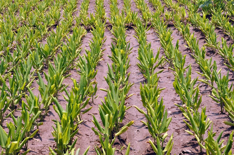 Turmeric plants