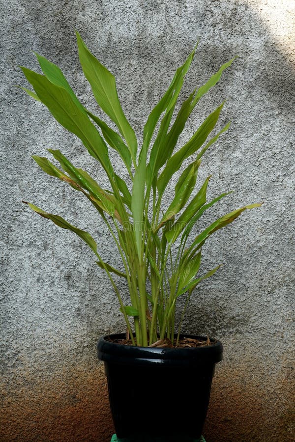 Turmeric plants in pots stock photography