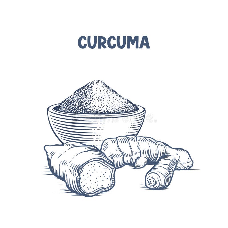 Turmeric Root and Turmeric Powder stock illustration
