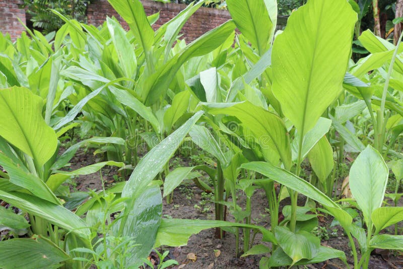 Turmeric Tree Farm for Spice Harvest Stock Photo Image of herbal