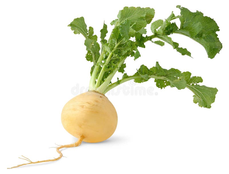 Turnip