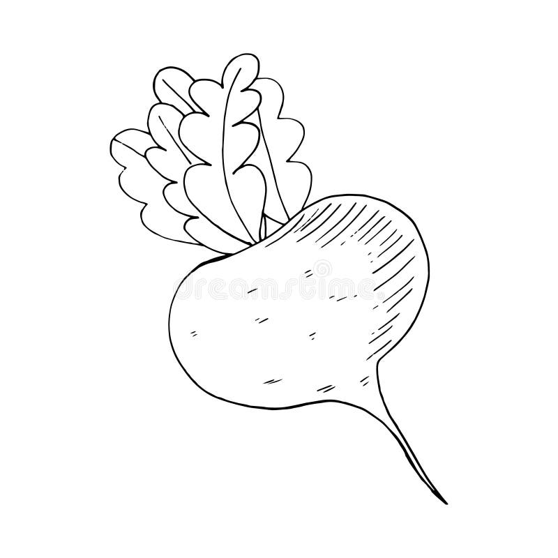 Turnip illustration from FoodHeroorg turnip  Vegetable pictures  Vegetable drawing Turnip