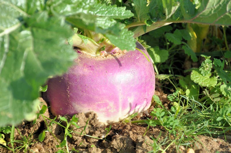 Turnip in the garden