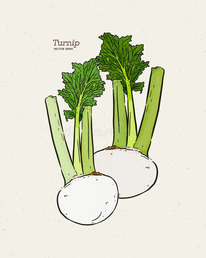 Turnip sketch stock vector. Illustration of ingredients 3355295