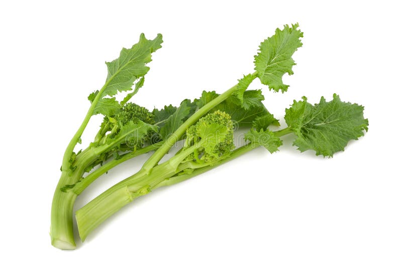 Turnip tops stock image. Image of white, rutabaga, leaf 55425549