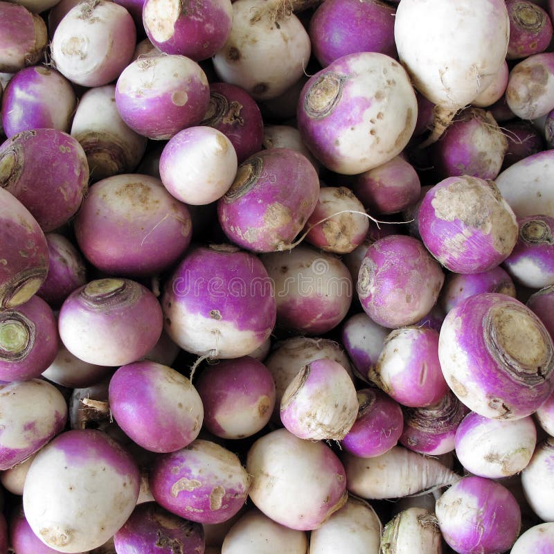 Turnips stock image. Image of turnips, healthy, nutritional 13460959