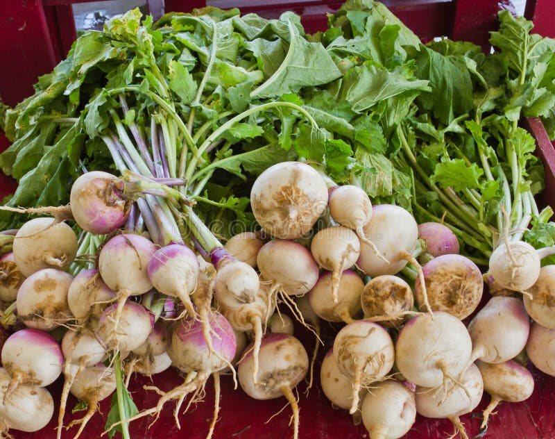 Turnips and Greens stock photo. Image of farmer, root 27018300