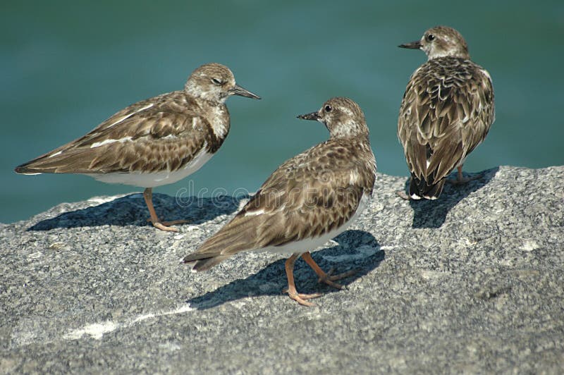 The Ruddy Turnstone is well named. He has reddish legs and is known for turning over every rock and shell on the beach in his search for food. Photographed at Ft. Pierce, Florida inlet. The Ruddy Turnstone is well named. He has reddish legs and is known for turning over every rock and shell on the beach in his search for food. Photographed at Ft. Pierce, Florida inlet.