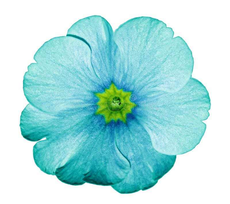 Primrose turquoise. Flower on isolated white background with clipping path without shadows. Close-up. For design. Nature. Primrose turquoise. Flower on isolated white background with clipping path without shadows. Close-up. For design. Nature.