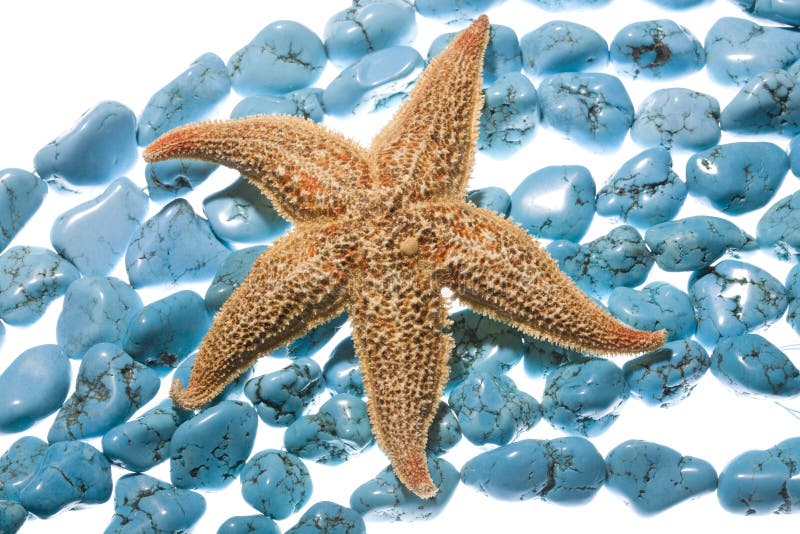 Turquoise beads & sea star