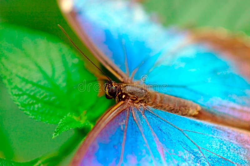 Turquoise butterfly