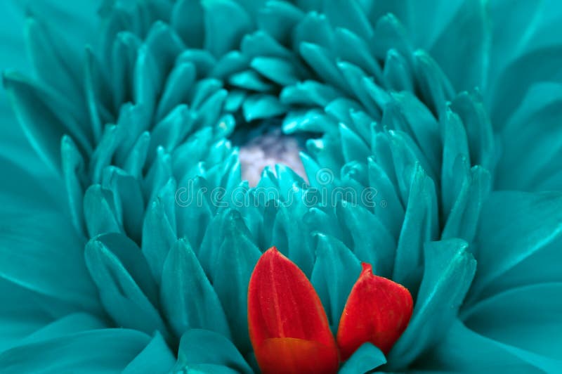 Turquoise Fantasy Dahlia and Red Petals Close-Up