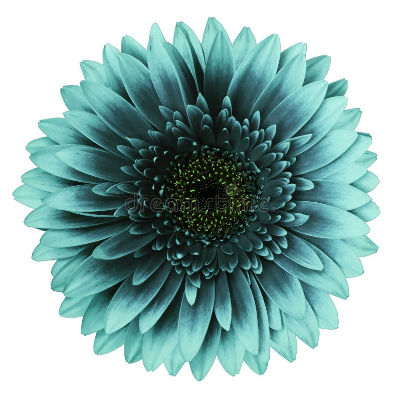 Turquoise gerbera flower, white isolated background with clipping path.   Closeup.  no shadows.  For design.