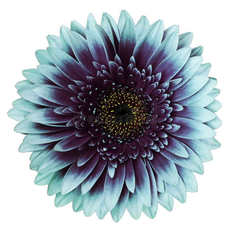 Turquoise-purple gerbera flower, white isolated background with clipping path.   Closeup.  no shadows.  For design.